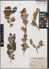 Foto von Salix caprea L. x Salix cinerea L.